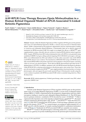 AAV-RPGR 基因疗法挽救人类视网膜类器官模型中 RPGR 相关 X 连锁视网膜色素变性的视蛋白错误定位